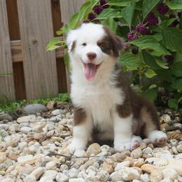 Miniature American Shepherd Puppies from Gemstone Minis