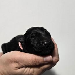 Pink Girl - Black female German Shepherd puppy in Ocala, Florida from Guardian Shepherds