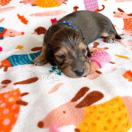 Jacob - Red male Dachshund puppy in Molino, Florida from Dooney's Dachshunds