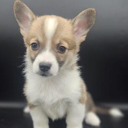 Winnie - White and red female Pembroke Welsh Corgi puppy in Tomball, Texas from Larsen Loved Corgis