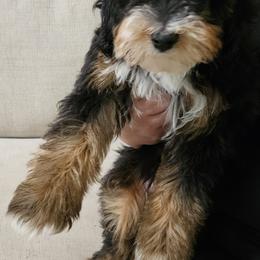 Boy 1 - Tri-color male Bernedoodle puppy in Schertz, Texas from Kat's Teddydoodles
