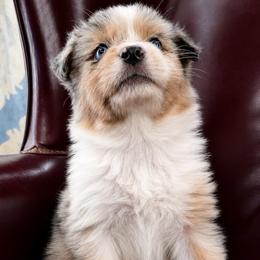 Vulpix - Blue merle male Australian Shepherd puppy in Chaplin, Connecticut from Mystic Moon
