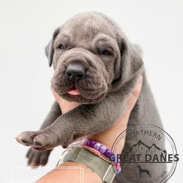 Scarecrow - Blue male Great Dane puppy in Sac City, Iowa from Northern Great Danes of Colorado & Iowa