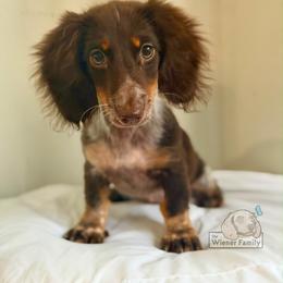 Asha (CKC) - Piebald female Dachshund puppy in Ocala, Florida from The Wiener Family