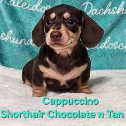 Cappuccino - Chocolate and tan female Dachshund puppy in Mount Sherman, Kentucky from Kaleidoscope Dachshunds and Whippets