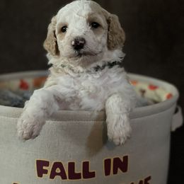 Bernedoodle Puppies from Northern NY Bernedoodles