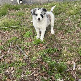 Border Collie Puppies from Roaring River Border Collies