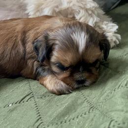 Shih Tzu Puppies from Aloha Shih Tzu