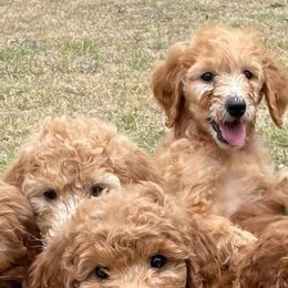 Goldendoodles from Poppy's Puppies