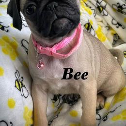 Bee - Fawn female Pug puppy in Hesperia, California from Amatskennel - Stubby Tails Ranch