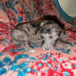 Neville - Blue merle male Sheepadoodle puppy in Austin, Texas from Darling Doodles