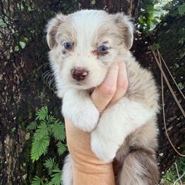 Girl 2 - Red merle female Australian Shepherd puppy in Lakeland, Florida from Infinite Aussies