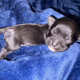 Lake - Black male Cavapoo puppy in El Sobrante, California from Mckendra's Legacy
