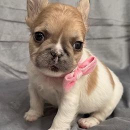 Sassy - Blue fawn female French Bulldog puppy in Hemet, California from Bowman Pups