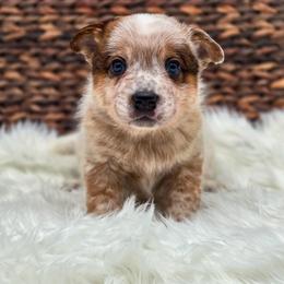 (Red) Cowboy - Red speckled male Australian Cattle Dog puppy in Burleson, Texas from Bluebonnet Heelers