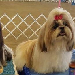 Shih Tzus from Kouterie