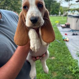 Red - Mahogany and white female Basset Hound puppy in New Alexandria, Pennsylvania from Blytone Family Basset Hounds
