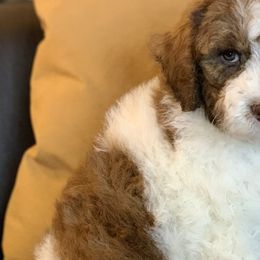 Duke (Theo) - Labradoodle puppy in Cleburne, Texas from Sugar Fig Kennel