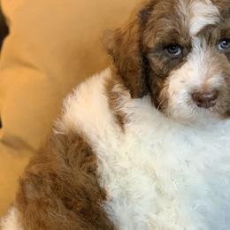 Duke (Theo) - Labradoodle puppy in Cleburne, Texas from Sugar Fig Kennel