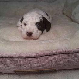 Eggnog - Brown and white female Bernedoodle puppy in Fort White, Florida from Jade