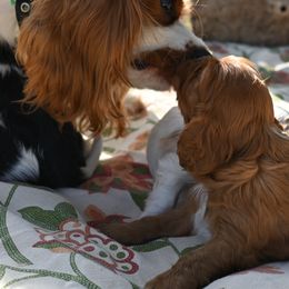 Cavalier King Charles Spaniel Puppies from Critter's Cottage Cavaliers
