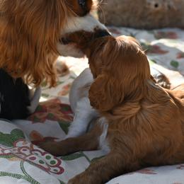 Cavalier King Charles Spaniel Puppies from Critter's Cottage Cavaliers