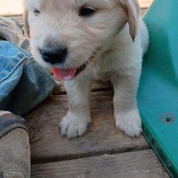 Light blue - Light golden male Golden Retriever puppy in Slaughters, Kentucky from Kimber's Helping Paws