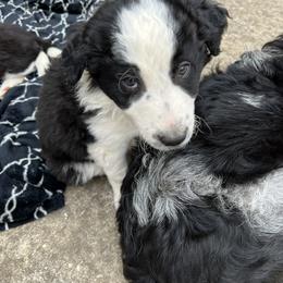 Border Collie Puppies from Roaring River Border Collies