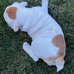 Bulldog Puppies from Tonya Clouser