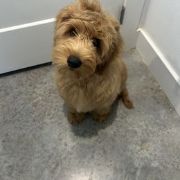 Bronco - Red male Australian Labradoodle puppy in Manchaca, Texas from Heartrock Labradoodles