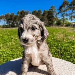 Rip - Blue merle male Bernedoodle puppy in Amery, Wisconsin from Cornerstone Kennels