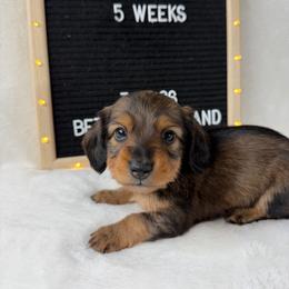 Letty - Sable female Dachshund puppy in Dickinson, Texas from Beth’s Doxieland