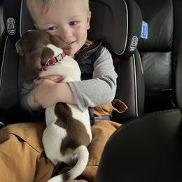 Dachshund Puppies from Jag Fam Dachshunds