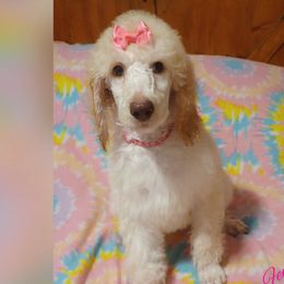 Girl 2 Pink Collar - Cream Poodle puppy in Coeburn, Virginia from Warburton's Heavenly Kennels