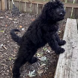 Lava - Black and white male Aussiedoodle puppy in Grand Haven, Michigan from Happy Hippy Doodles
