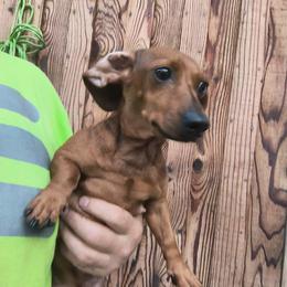 Zoie - Dachshund