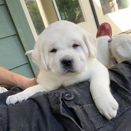 Labrador Retrievers from Chateau St. John