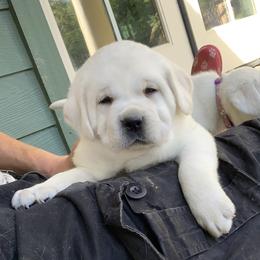 Labrador Retrievers from Chateau St. John