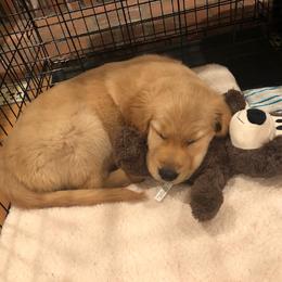 Golden Retriever Puppies from Southern Golden Retrievers
