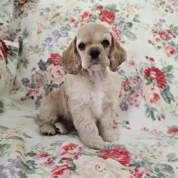 Kemosabe - Buff male Cocker Spaniel puppy in Gate City, Virginia from Top Notch Cocker Spaniels