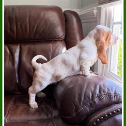 Green collar Male - Red and white male Basset Hound puppy in Columbia, South Carolina from Pawmetto Hounds
