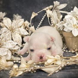 Cream Boy - Seal and white male Boston Terrier puppy in San Antonio, Texas from JT Bostons
