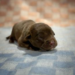 Woody - Chocolate male Labrador Retriever puppy in Isle, Minnesota from Dog Ear Outfitters