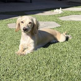 Lady - Dachshund