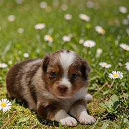 Breeze - male Toy Australian Shepherd puppy in Delta, Colorado from SATA Kennels