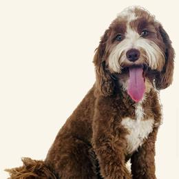 Suni - Goldendoodle
