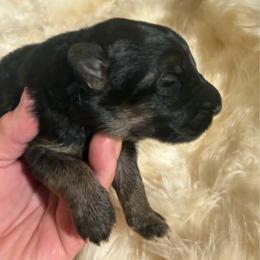 Charlie - Black and red male German Shepherd puppy in Pueblo West, Colorado from 5 Star German Shepherds aka Martin Family German Shepherds