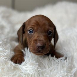 Chocolate based - Red male Dachshund puppy in Crystal, Michigan from Mare-Bella Smoothcoat Edition