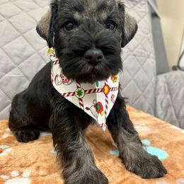 Miniature Schnauzer Puppies from NM Schnauzer Minis