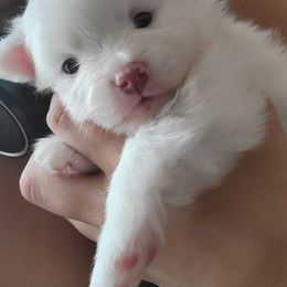 Pomeranian Puppies from KB Pom Pups